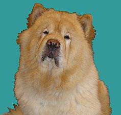 chow-chow Yahonty Rus Felichita