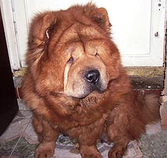 chow-chow Dzhella