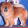 chow-chow AMBASSADOR V.H. VENNE-DORP