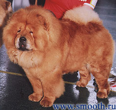 chow-chow Gasha S Sergieva Posada