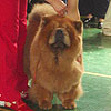 chow-chow BIS LAC BANDERA