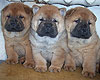 smooth chow-chow puppy