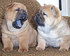 smooth chow-chow puppy