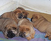 smooth chow-chow puppy