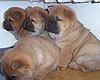 smooth chow-chow puppy