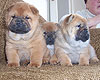 smooth chow-chow puppy