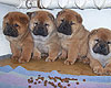  Chow-chow puppies