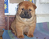 smooth chow-chow puppy