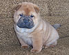 smooth chow-chow puppy