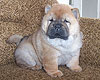 smooth chow-chow puppy