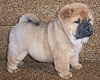 smooth chow-chow puppy