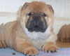 smooth chow-chow puppy