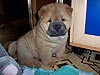 chow-chow puppy smooth Abrikotin Smooth Love Story. Click to maximize.