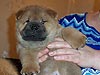 chow-chow puppy smooth Abrikotin Smooth Love Story. Click to maximize.