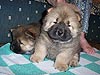 chow-chow puppy Anabel Koroleva Chardasha. Click to maximize.
