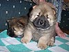 Chow-chow puppies