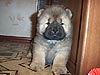 chow-chow puppy Assol Vengerskaya Rapsodiya. Click to maximize.