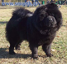 chow-chow Avgit Vivien Kobald