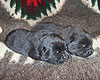 blue and black chow-chow puppies