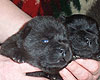 blue and black chow-chow puppies