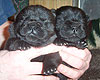 blue and black chow-chow puppies