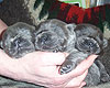 blue and black chow-chow puppies