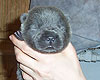 blue and black chow-chow puppies