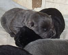 blue and black chow-chow puppies