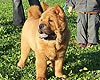 smooth chow-chow puppy Thaw Beat Smooth Love Story