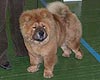 chow-chow puppy Tinager Twix