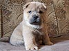 smooth chow-chow puppy Suel Sihote Alinn Lav Story Smooth Lilac