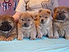 Chow-chow puppies