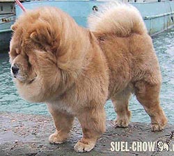 Chow-chow Rubin Asterhaus Legenda Oseni