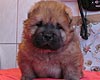 maximize chow-chow puppy