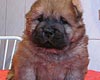 maximize chow-chow puppy