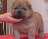 maximize chow-chow puppy