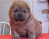 maximize chow-chow puppy