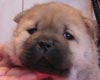 maximize chow-chow puppy