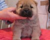 maximize chow-chow puppy