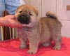 maximize chow-chow puppy