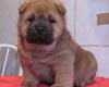 maximize chow-chow puppy