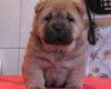 maximize chow-chow puppy