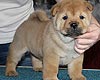 maximize chow-chow puppy