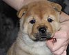 maximize chow-chow puppy