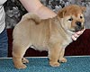 maximize chow-chow puppy