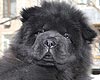 maximize chow-chow puppy