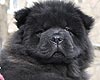 maximize chow-chow puppy