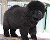 maximize chow-chow puppy