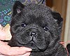 maximize chow-chow puppy