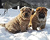 red and cinnamon smooth chow-chow puppies boys